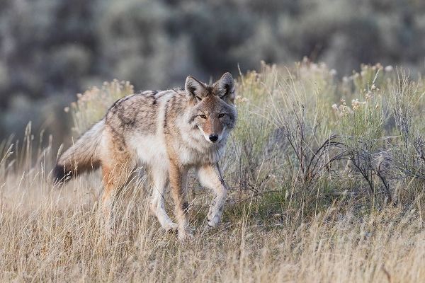 Coyote-stalking